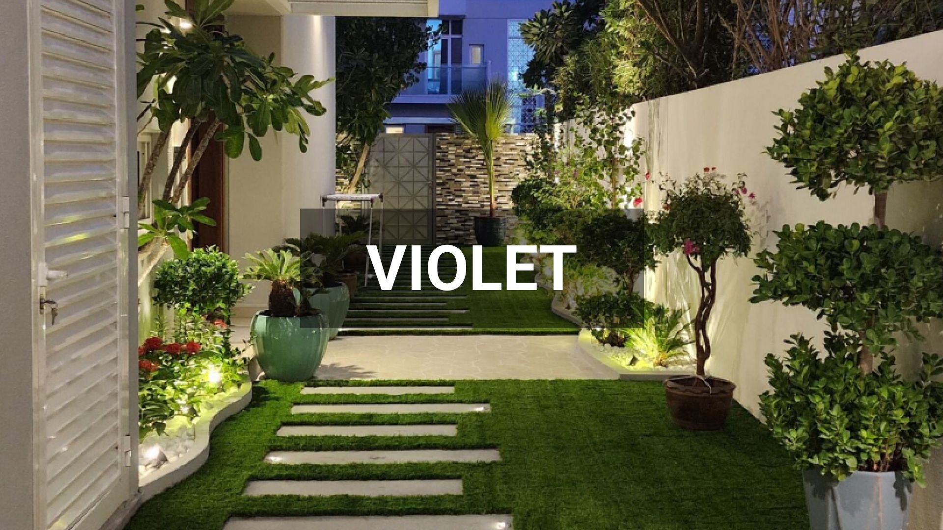 Project Violet film